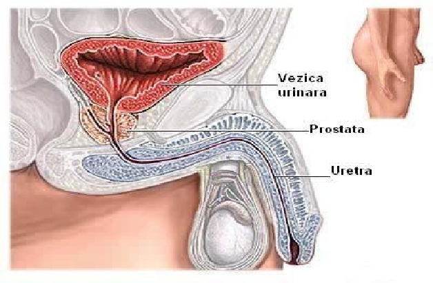 zonas de la próstata ecografía