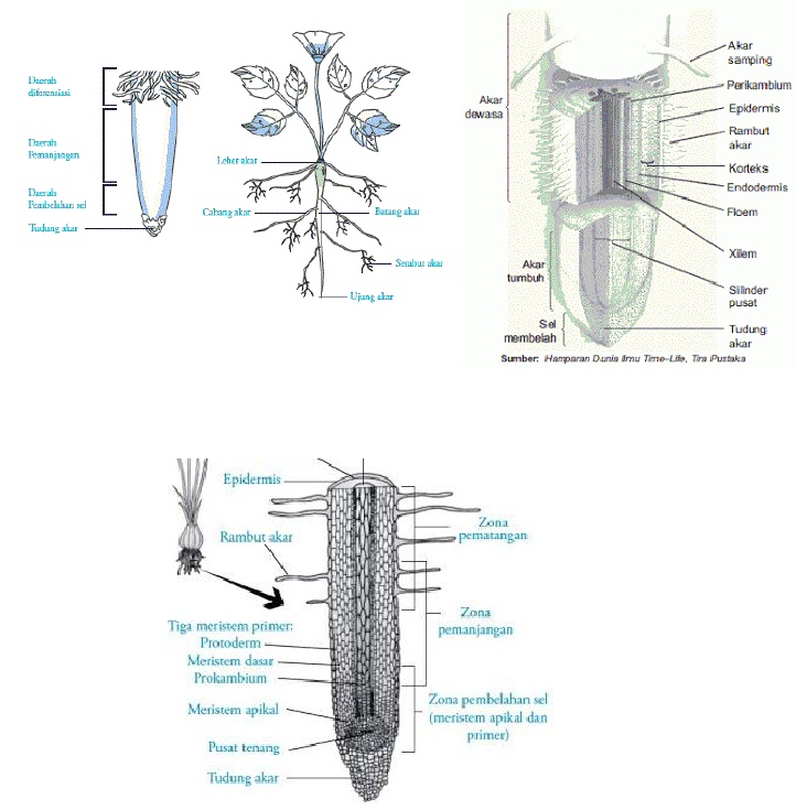 Akar akar adalah fungsi tudung bagian pada ujung Fungsi Ujung