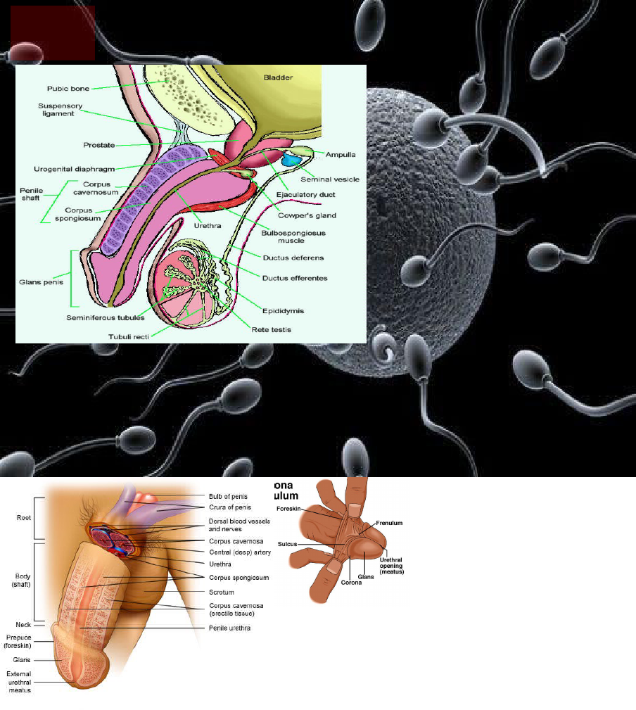 Hormon yang memacu spermatogenesis adalah