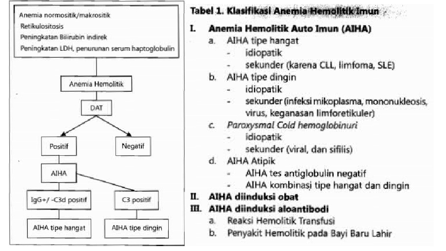 Autoimun anemia hemolitik Anemia Autoimun