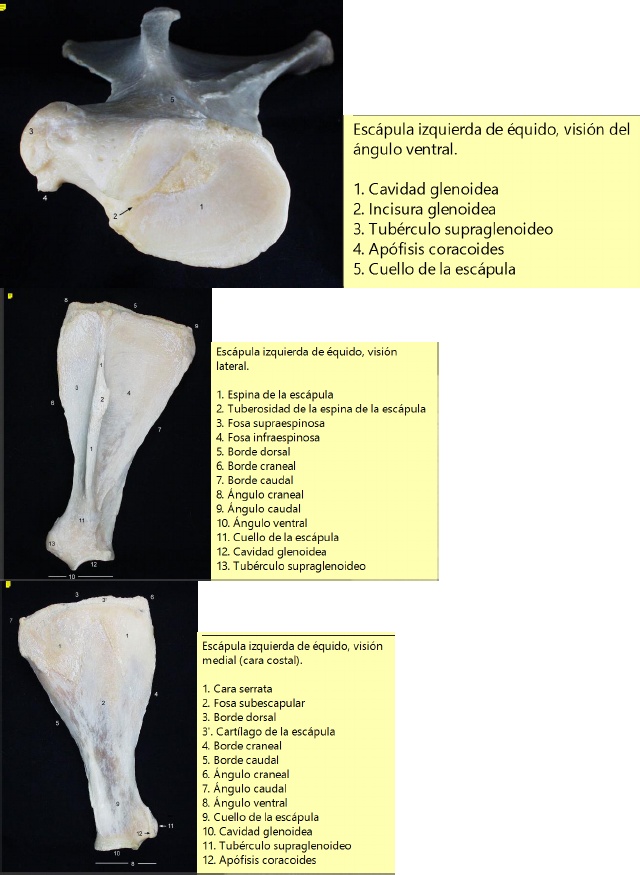 PDF) osteologia miembros canino 
