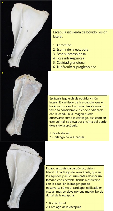 PDF) osteologia miembros canino 